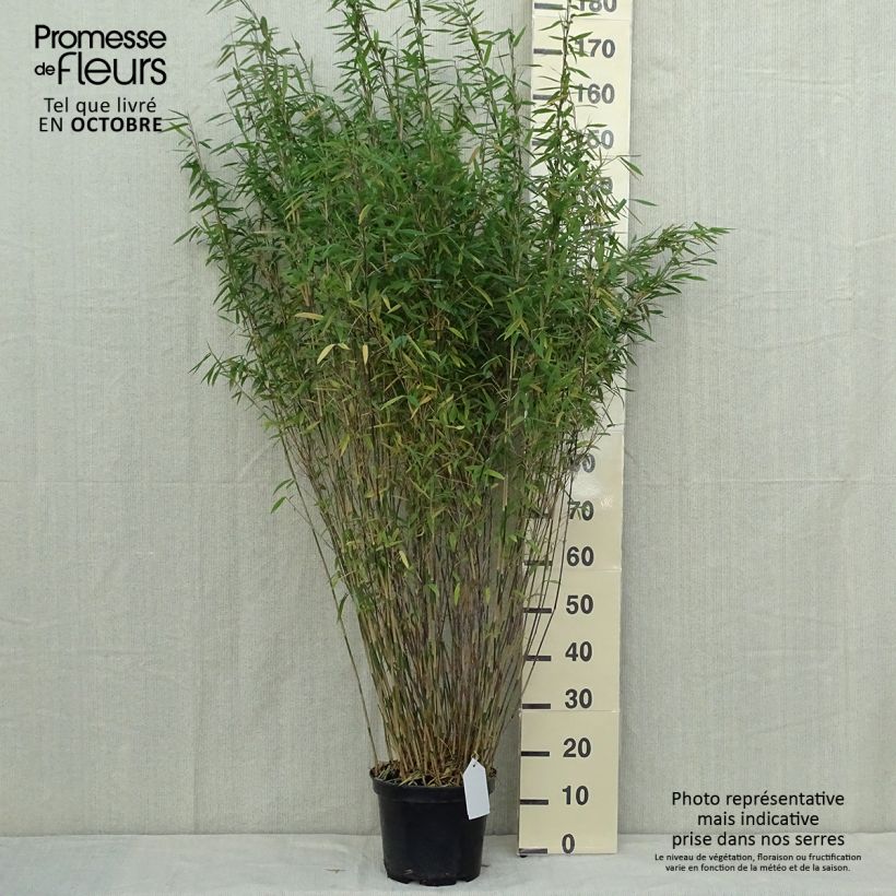 Fargesia nitida Volcano - Non-running Bamboo 7.5L/10L pot sample as delivered in autumn