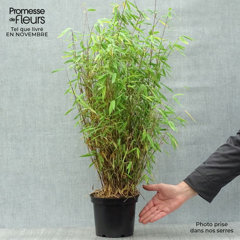 Fargesia nitida Volcano - Non-running Bamboo 2L/3L pot sample as delivered in autumn
