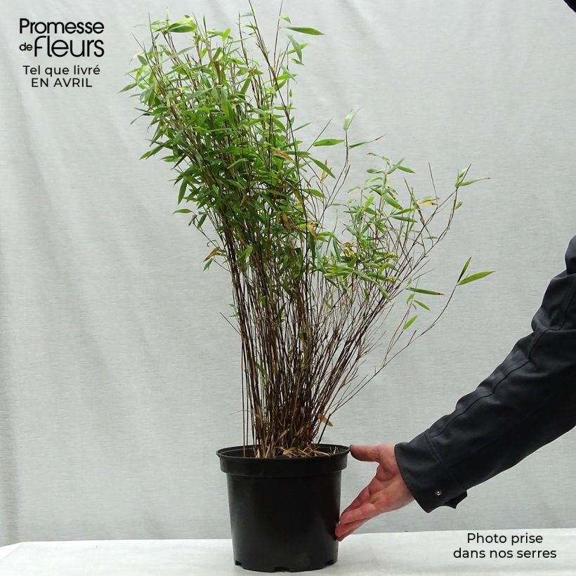 Fargesia nitida Volcano - Non-running Bamboo 4L/5L pot sample as delivered in spring