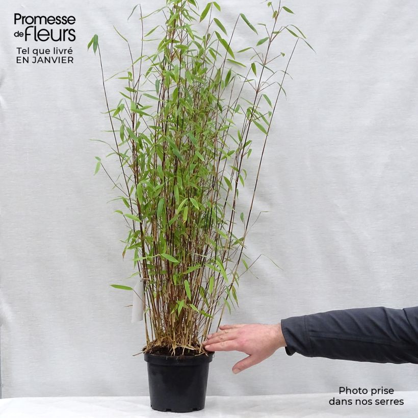Fargesia nitida Volcano - Non-running Bamboo 4L/5L pot sample as delivered in winter