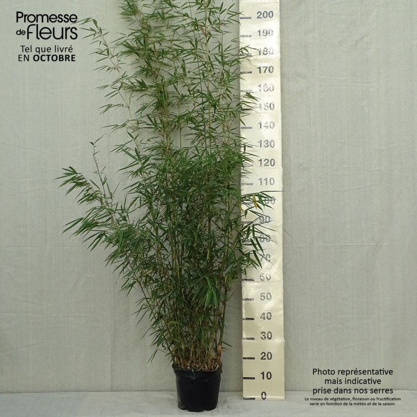 Fargesia robusta - Non-running Bamboo 4L/5L pot sample as delivered in autumn