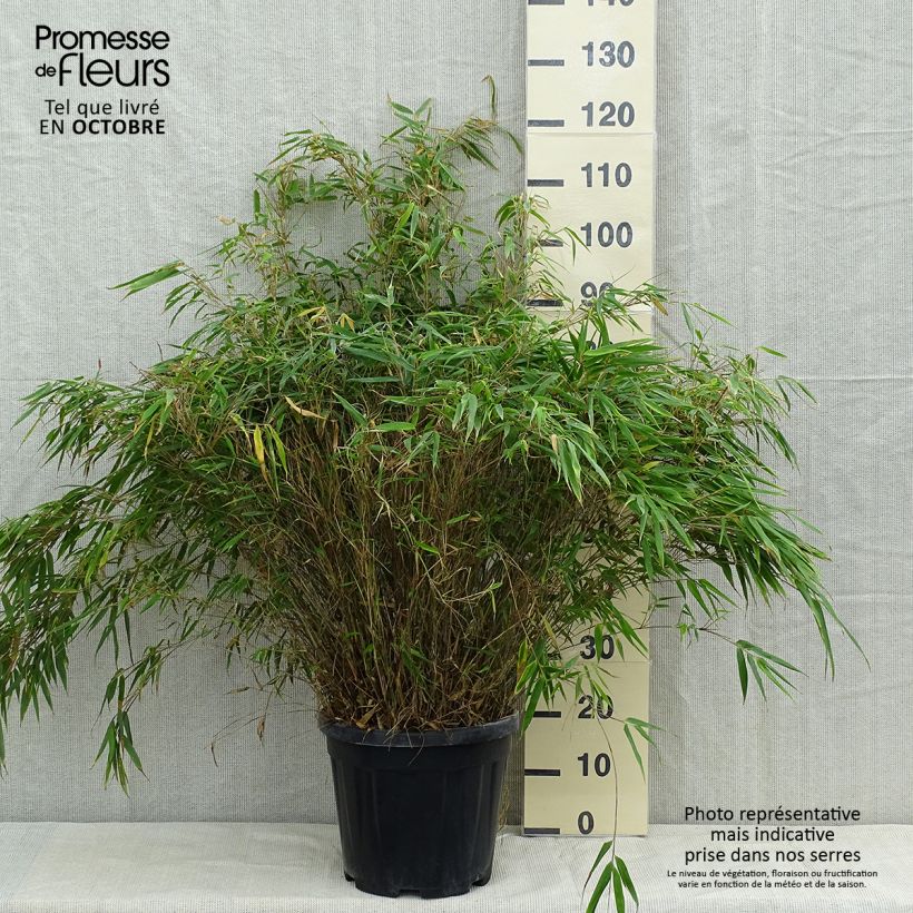 Fargesia robusta - Non-running Bamboo 18L/20L pot sample as delivered in autumn