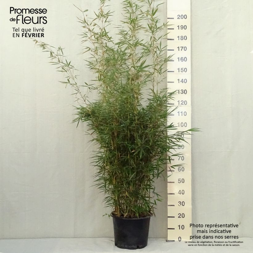 Fargesia robusta Formidable 4L/5L pot sample as delivered in autumn
