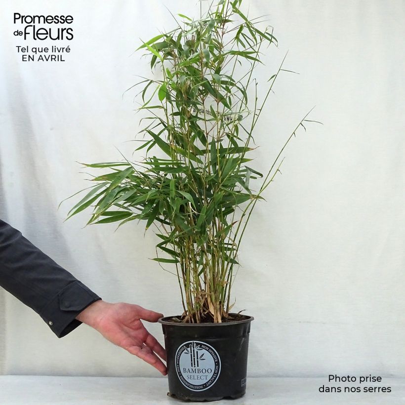 Fargesia robusta Pingwu - Non-running bamboo 4L/5L pot sample as delivered in spring