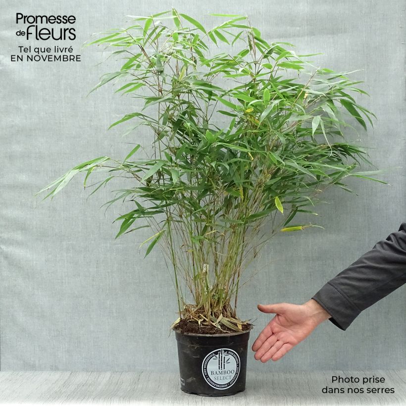 Fargesia robusta Pingwu - Non-running bamboo 4L/5L pot sample as delivered in autumn