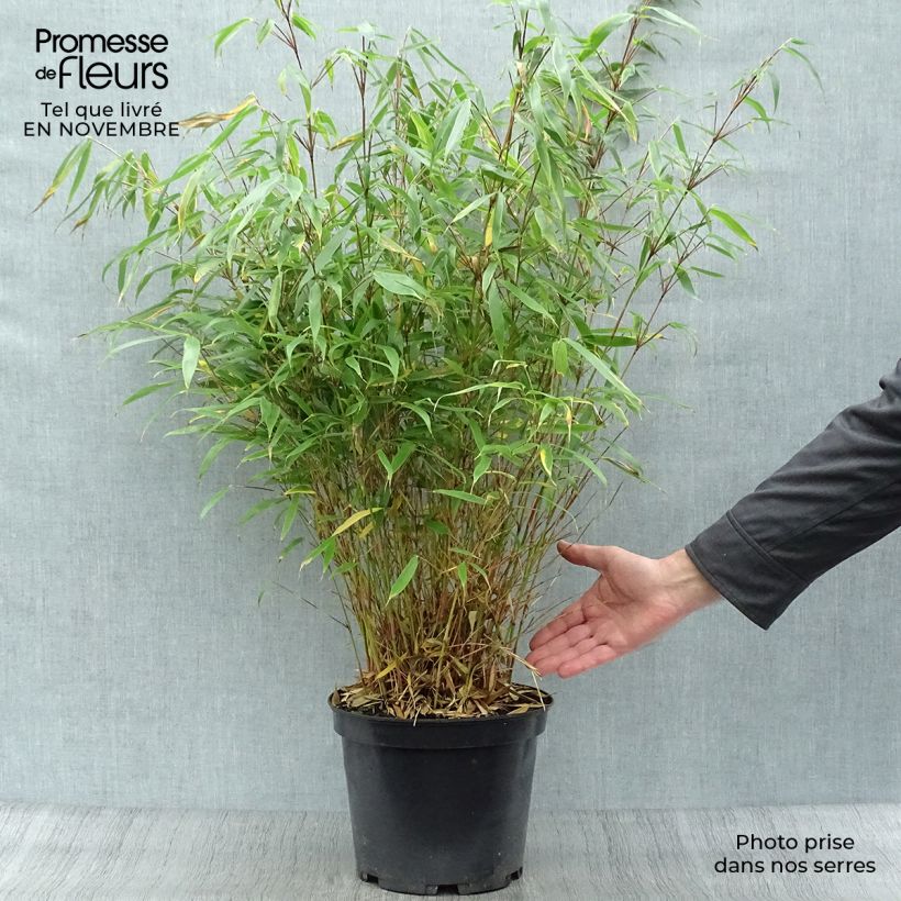 Fargesia robusta Pingwu - Non-running bamboo 7.5L/10L pot sample as delivered in autumn