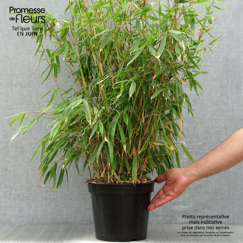 Fargesia robusta Pingwu - Non-running bamboo