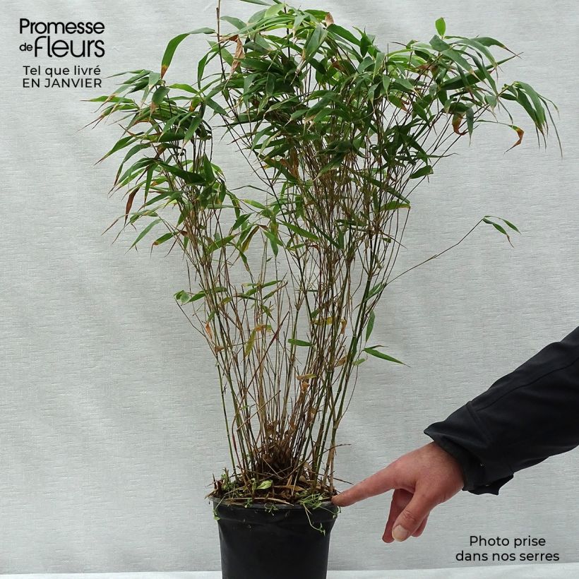Fargesia robusta Wenchuan - Non-running bamboo 2L/3L pot sample as delivered in winter
