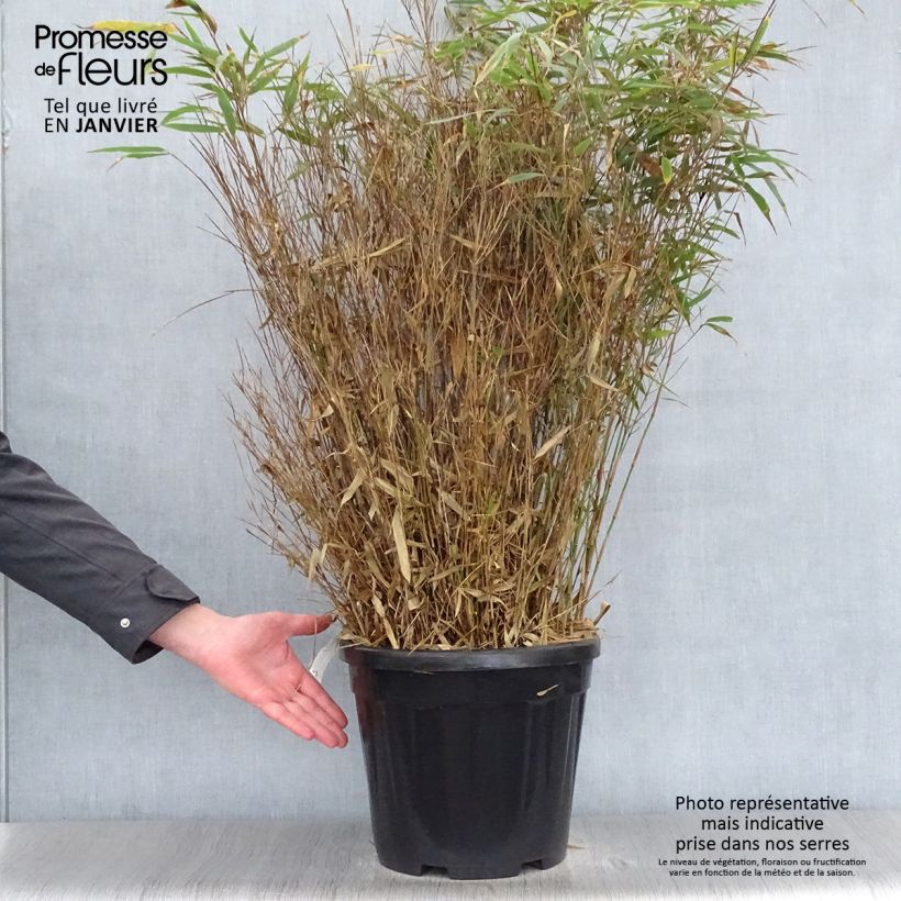 Fargesia robusta Wenchuan - Non-running bamboo 7.5L/10L pot sample as delivered in winter