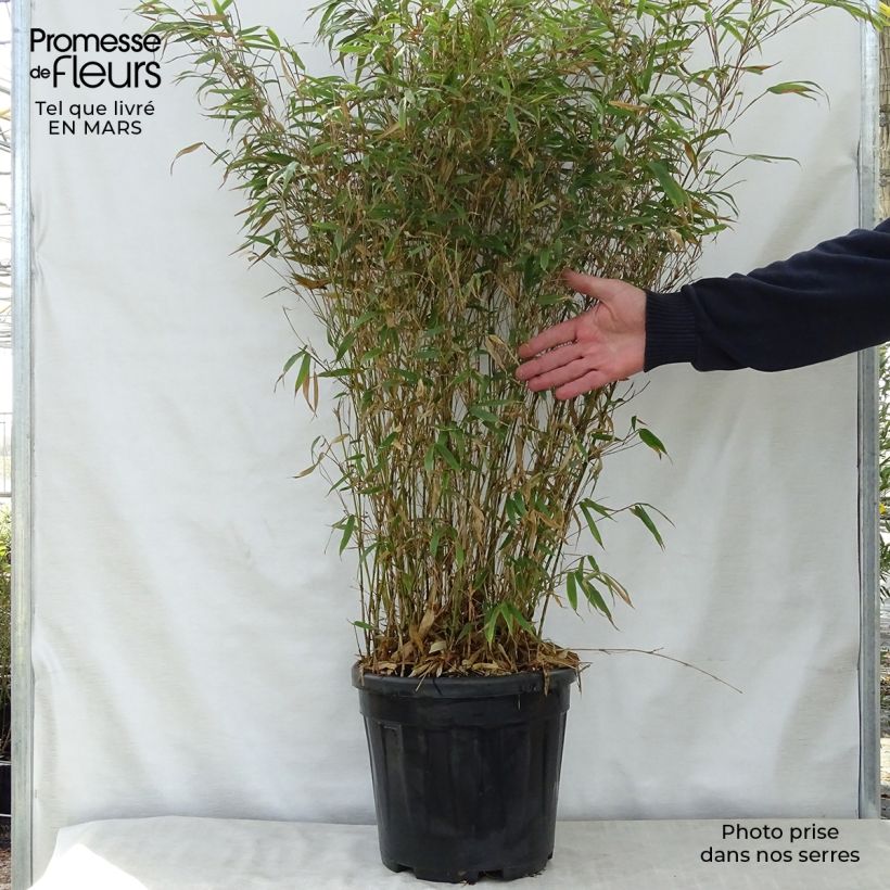 Fargesia robusta Wenchuan - Non-running bamboo 7.5L/10L pot sample as delivered in spring