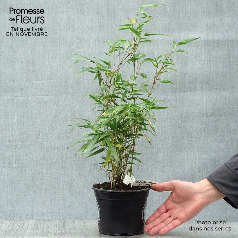 Fargesia robusta Wenchuan - Non-running bamboo 2L/3L pot sample as delivered in autumn