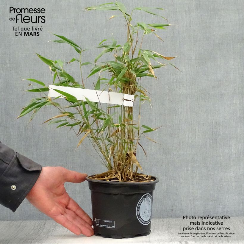 Fargesia robusta Wenchuan - Non-running bamboo 2L/3L pot sample as delivered in spring