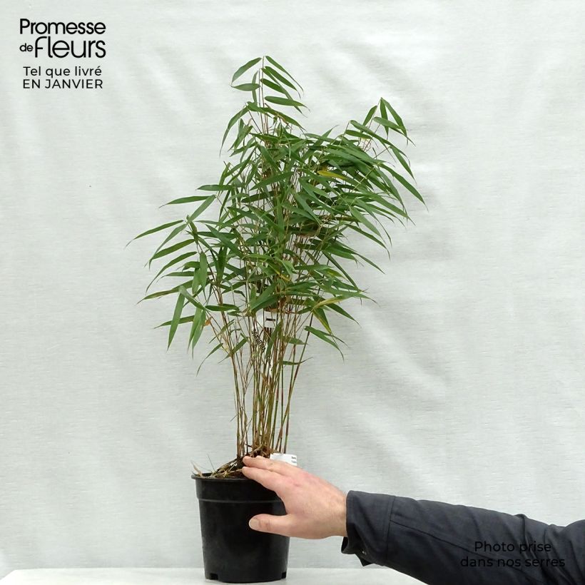 Fargesia scabrida Asian Wonder - Non-running Bamboo 2L/3L pot sample as delivered in winter