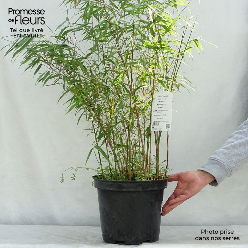 Fargesia scabrida Asian Wonder - Non-running Bamboo 6L/7L pot sample as delivered in spring