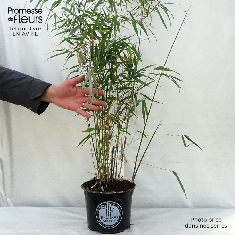 Fargesia scabrida Asian Wonder - Non-running Bamboo 4L/5L pot sample as delivered in spring