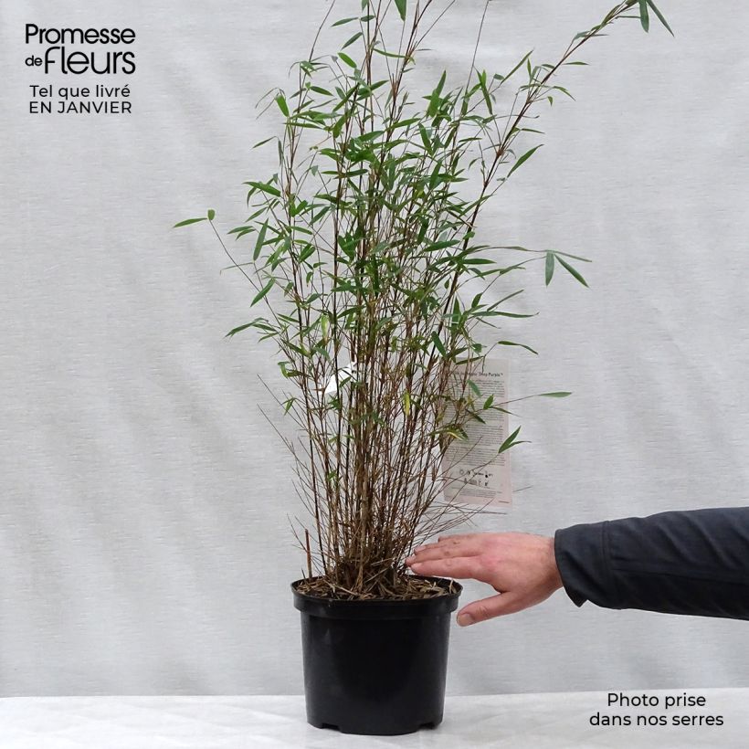 Fargesia Jiuzhaigou Deep Purple 4L/5L pot sample as delivered in winter