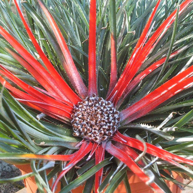 Fascicularia bicolor (Flowering)