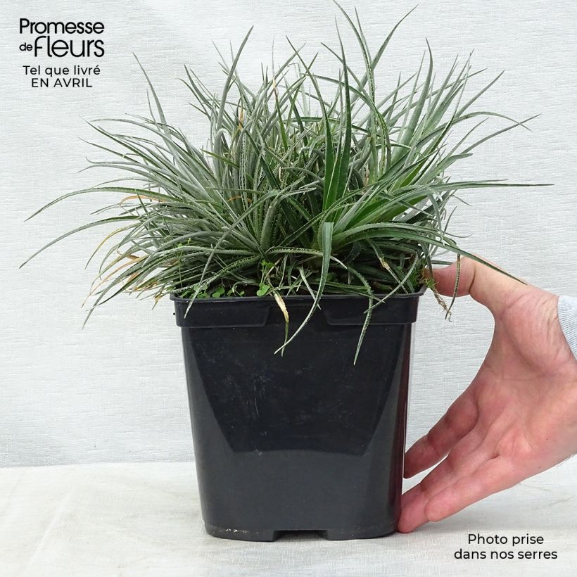 Fascicularia bicolor 2L/3L pot sample as delivered in spring