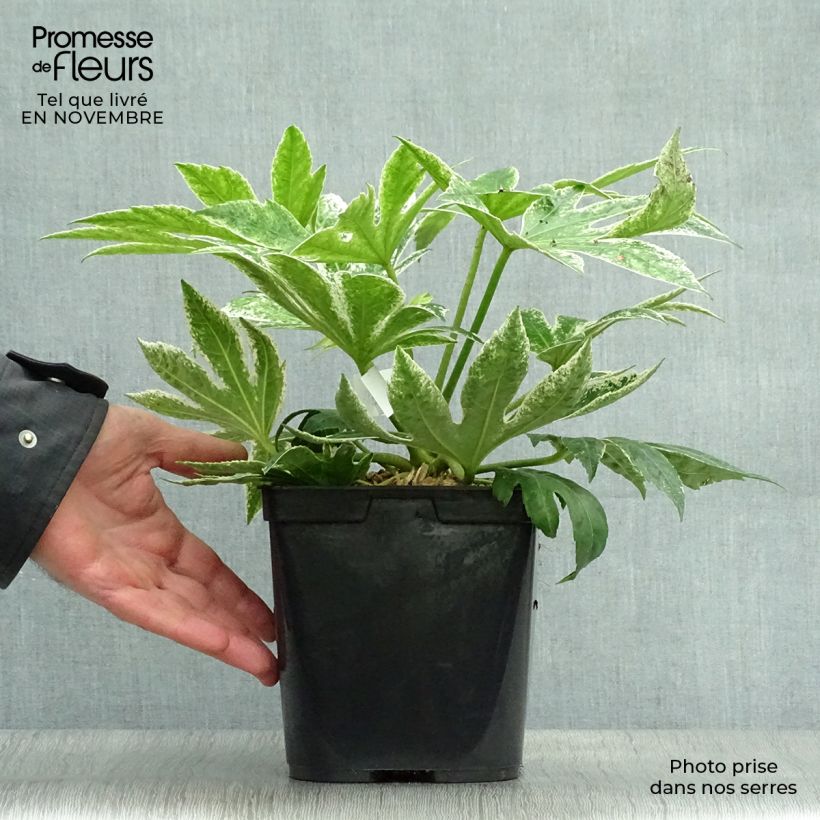 Fatsia japonica Spiders Web - Variegated False Aralia 2L/3L pot sample as delivered in autumn