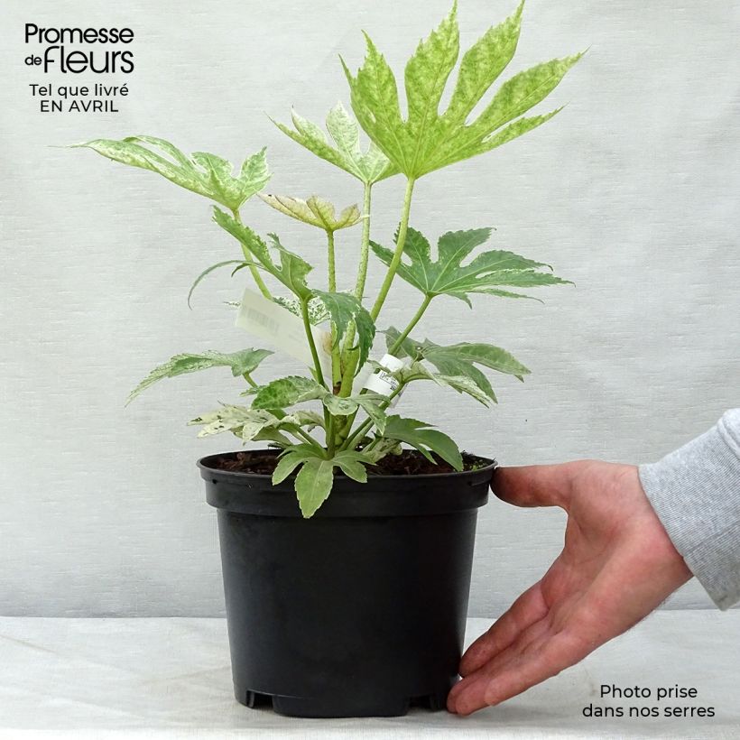 Fatsia japonica Spiders Web - Variegated False Aralia 2L/3L pot sample as delivered in spring
