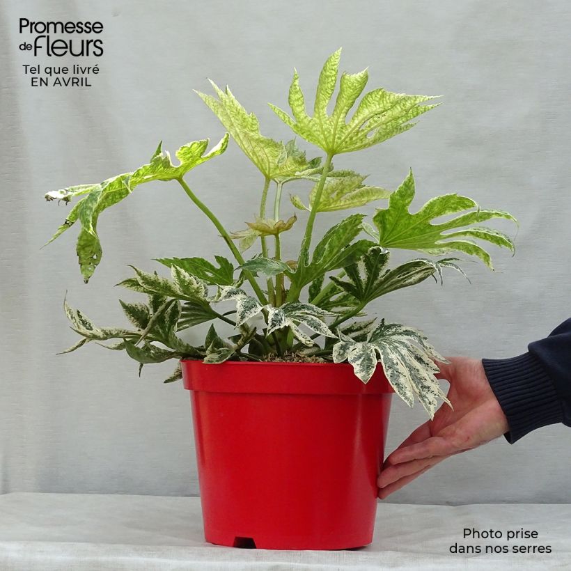 Fatsia japonica Spiders Web - Variegated False Aralia 6L/7L pot sample as delivered in spring