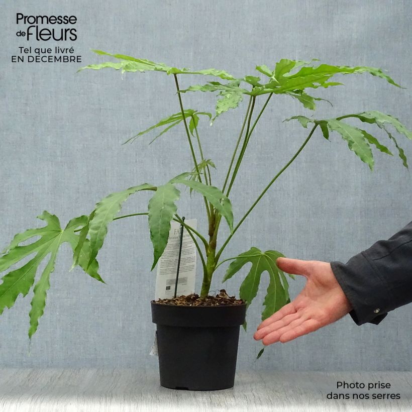 Fatsia polycarpa Green Fingers 2L/3L pot sample as delivered in winter