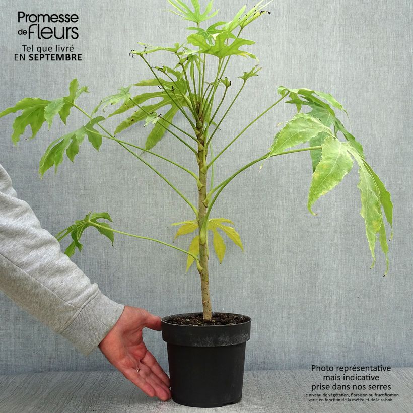 Fatsia polycarpa Green Fingers 2L/3L pot sample as delivered in autumn