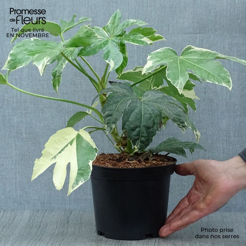 Fatsia japonica Variegata 3L/4L pot sample as delivered in autumn