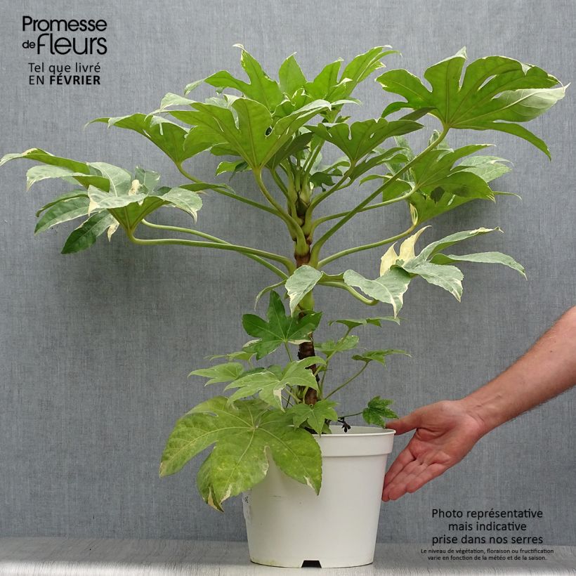 Fatsia japonica Variegata 6L/7L pot sample as delivered in autumn