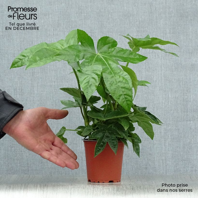 False Aralia - Fatsia japonica 8/9 cm pot sample as delivered in winter