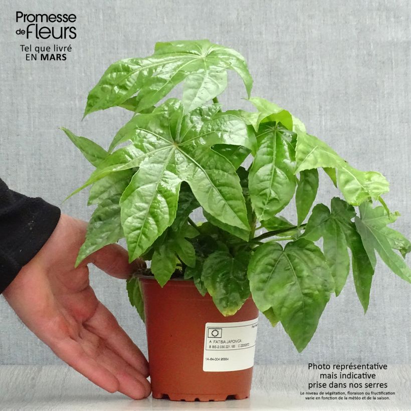 False Aralia - Fatsia japonica 8/9 cm pot sample as delivered in spring