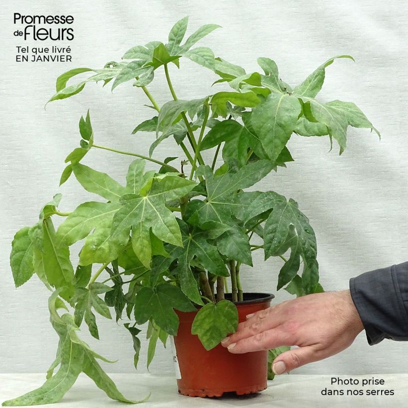 False Aralia - Fatsia japonica 2L/3L pot sample as delivered in winter