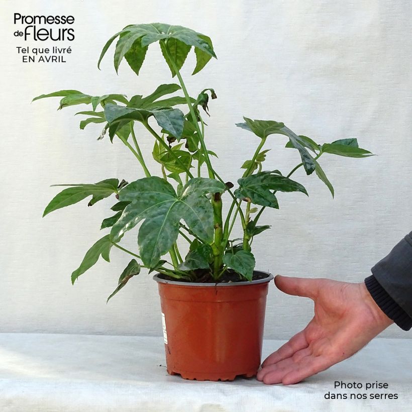 False Aralia - Fatsia japonica 2L/3L pot sample as delivered in spring