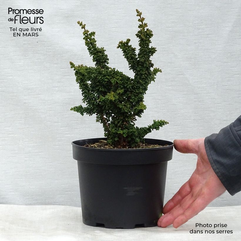 Chamaecyparis obtusa Chirimen - Hinoki Cypress 2L/3L pot sample as delivered in winter