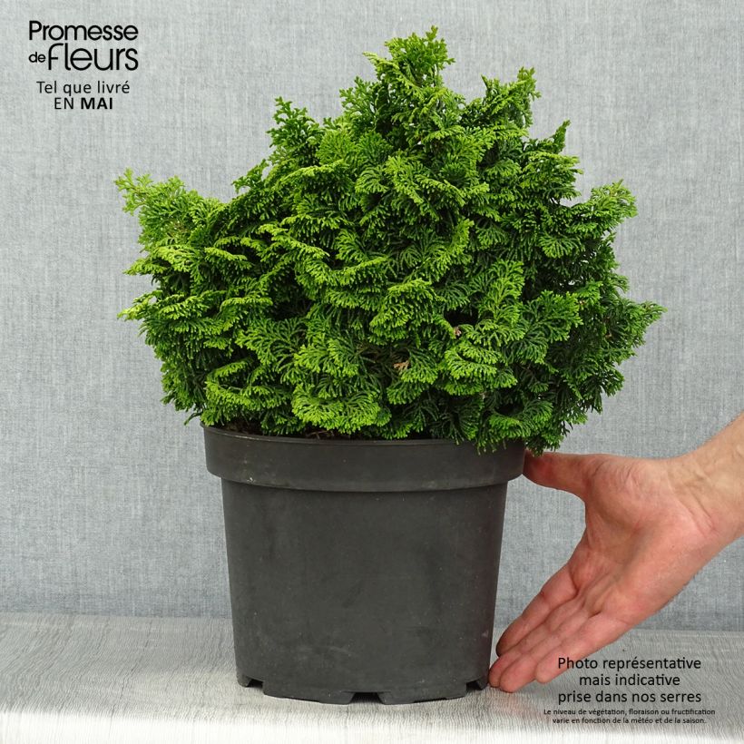 Chamaecyparis obtusa Kosteri - Hinoki Cypress 4L/5L pot sample as delivered in spring