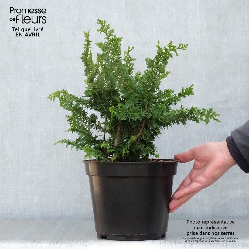 Chamaecyparis obtusa Teddy Bear - Hinoki Cypress 4L/5L pot sample as delivered in spring