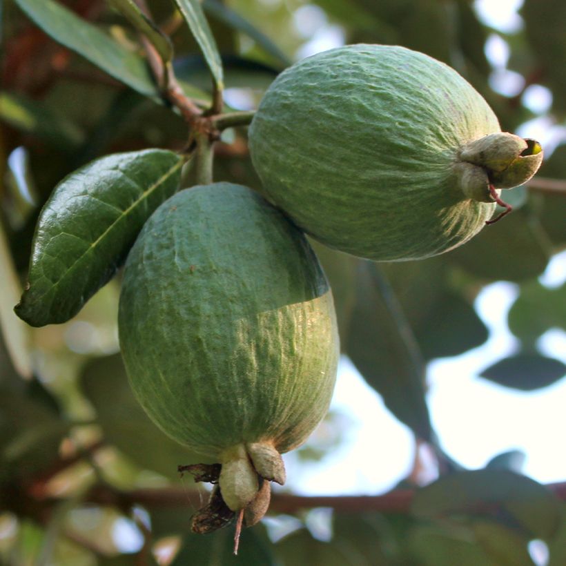 Feijoa sellowiana Triumph - Brazilian Guava (Harvest)