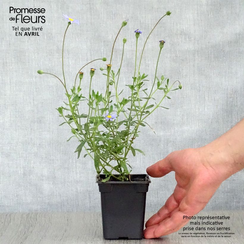 Felicia amelloides 7/8 cm pot sample as delivered in spring