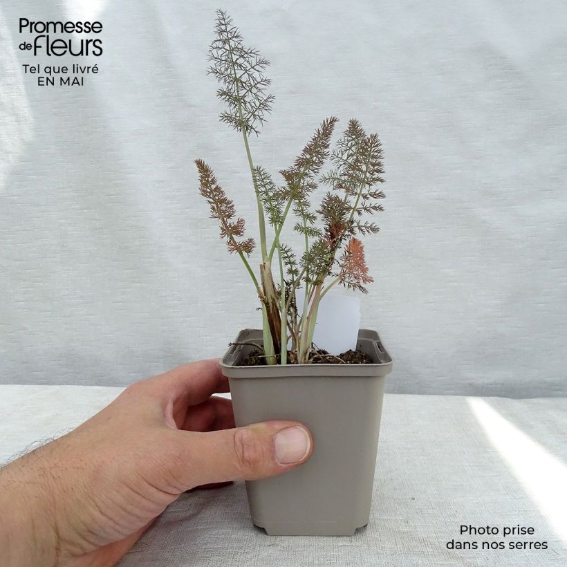 Foeniculum vulgare Giant Bronze - Bronze Fennel 7/8 cm pot sample as delivered in spring