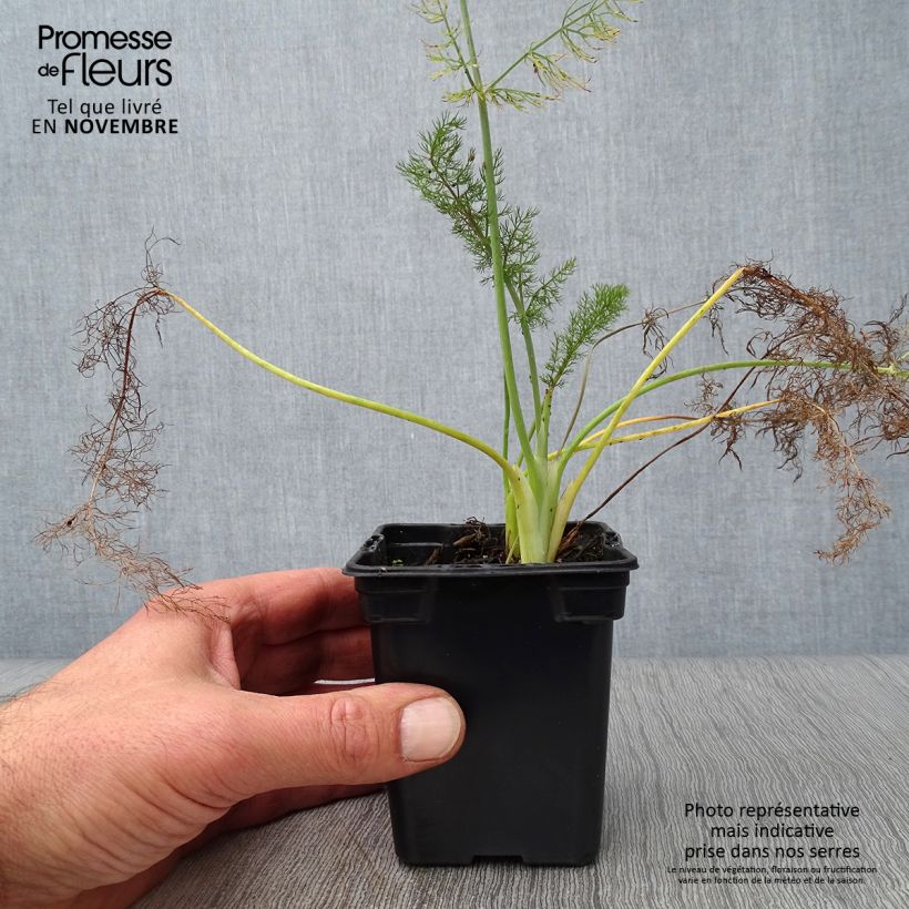 Foeniculum vulgare Giant Bronze - Bronze Fennel 7/8 cm pot sample as delivered in autumn