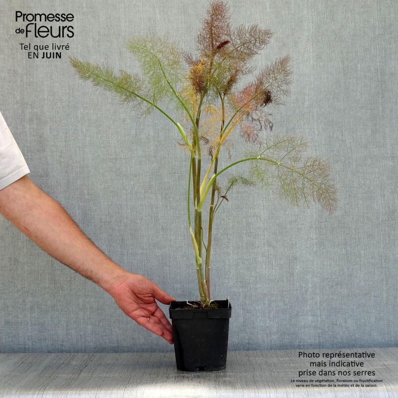 Foeniculum vulgare Giant Bronze - Bronze Fennel 2L/3L pot sample as delivered in spring