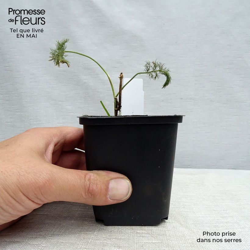Foeniculum vulgare 7/8 cm pot sample as delivered in spring