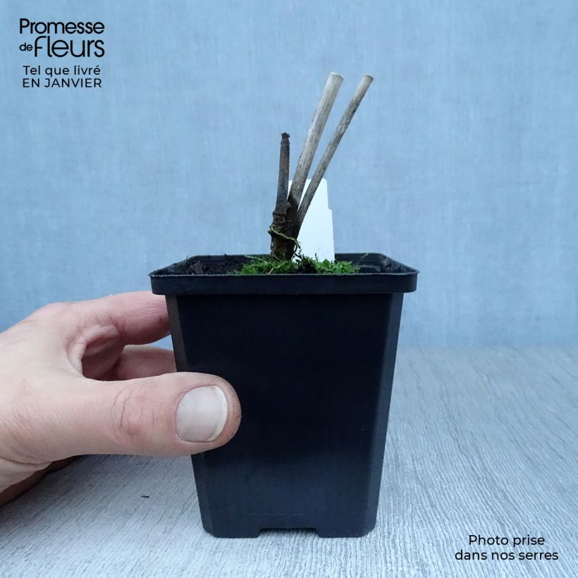 Foeniculum vulgare 7/8 cm pot sample as delivered in winter