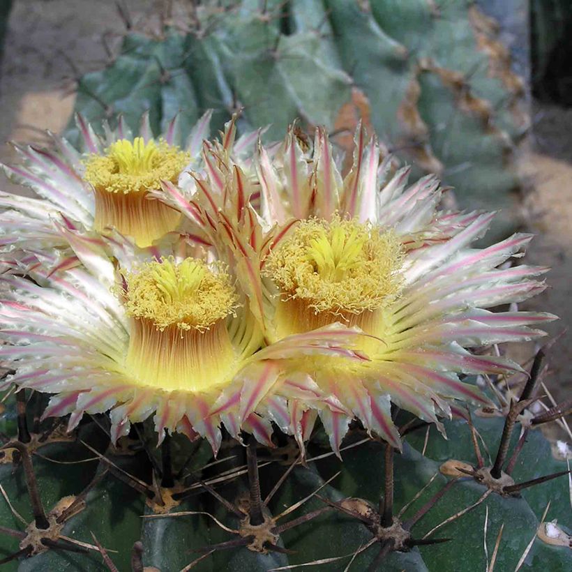 Ferocactus horridus - Barrel cactus  (Flowering)