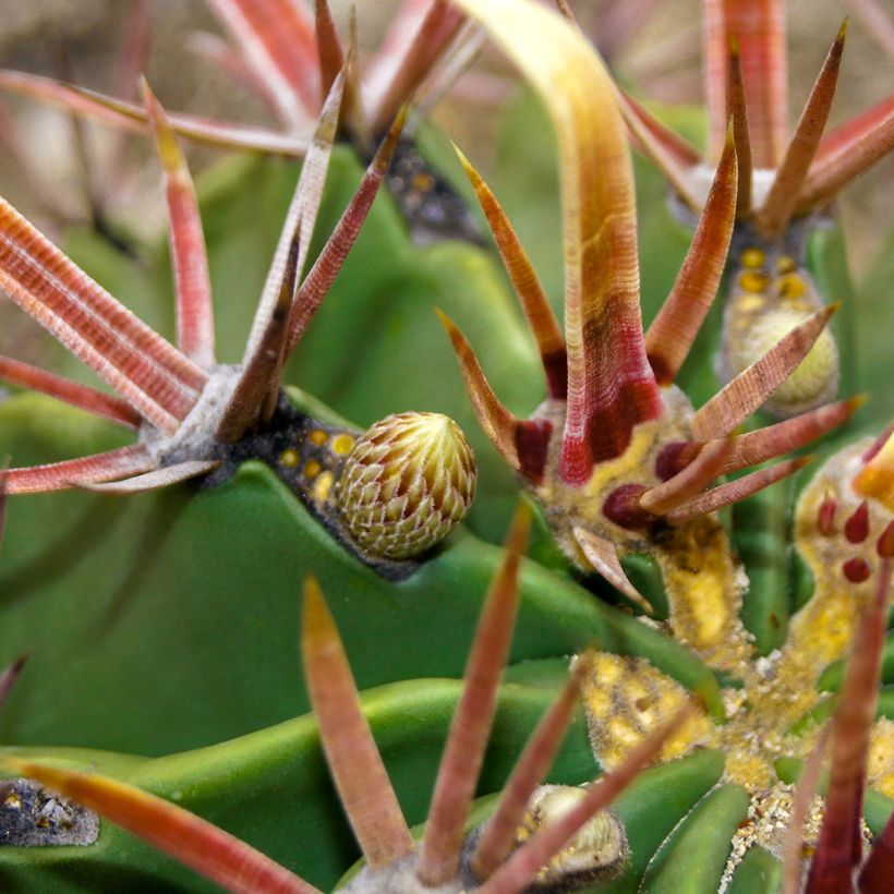 Ferocactus latispinus - Devil's tongue barrel cactus (Foliage)