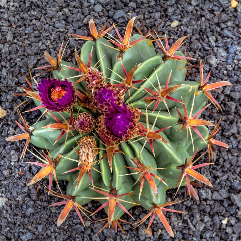 Ferocactus latispinus - Devil's tongue barrel cactus (Flowering)