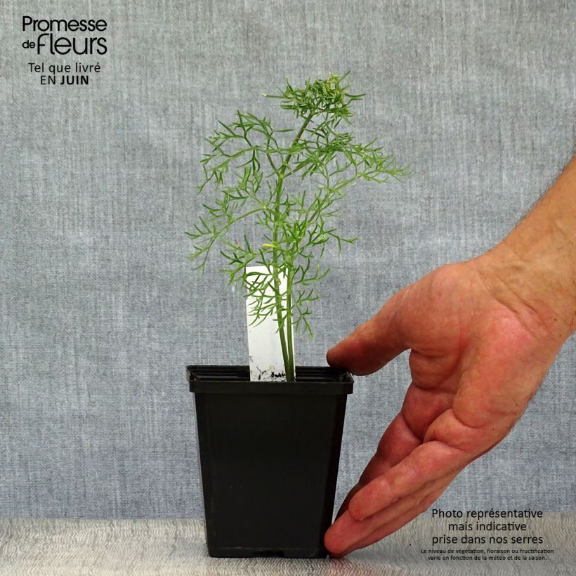 Ferula communis - Giant Fennel