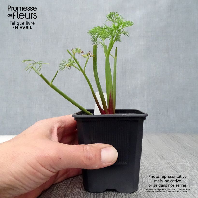 Ferula communis - Giant Fennel 8/9 cm pot sample as delivered in spring