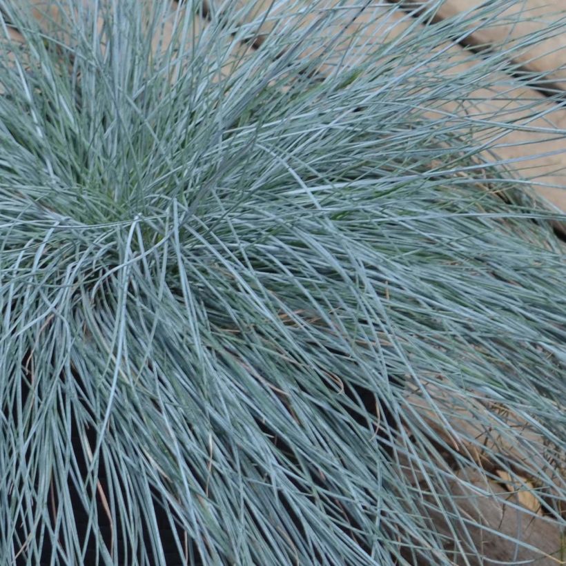 Festuca glauca Intense Blue (Foliage)
