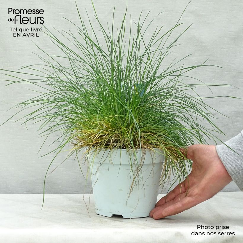 Festuca glauca Intense Blue 2L/3L pot sample as delivered in spring